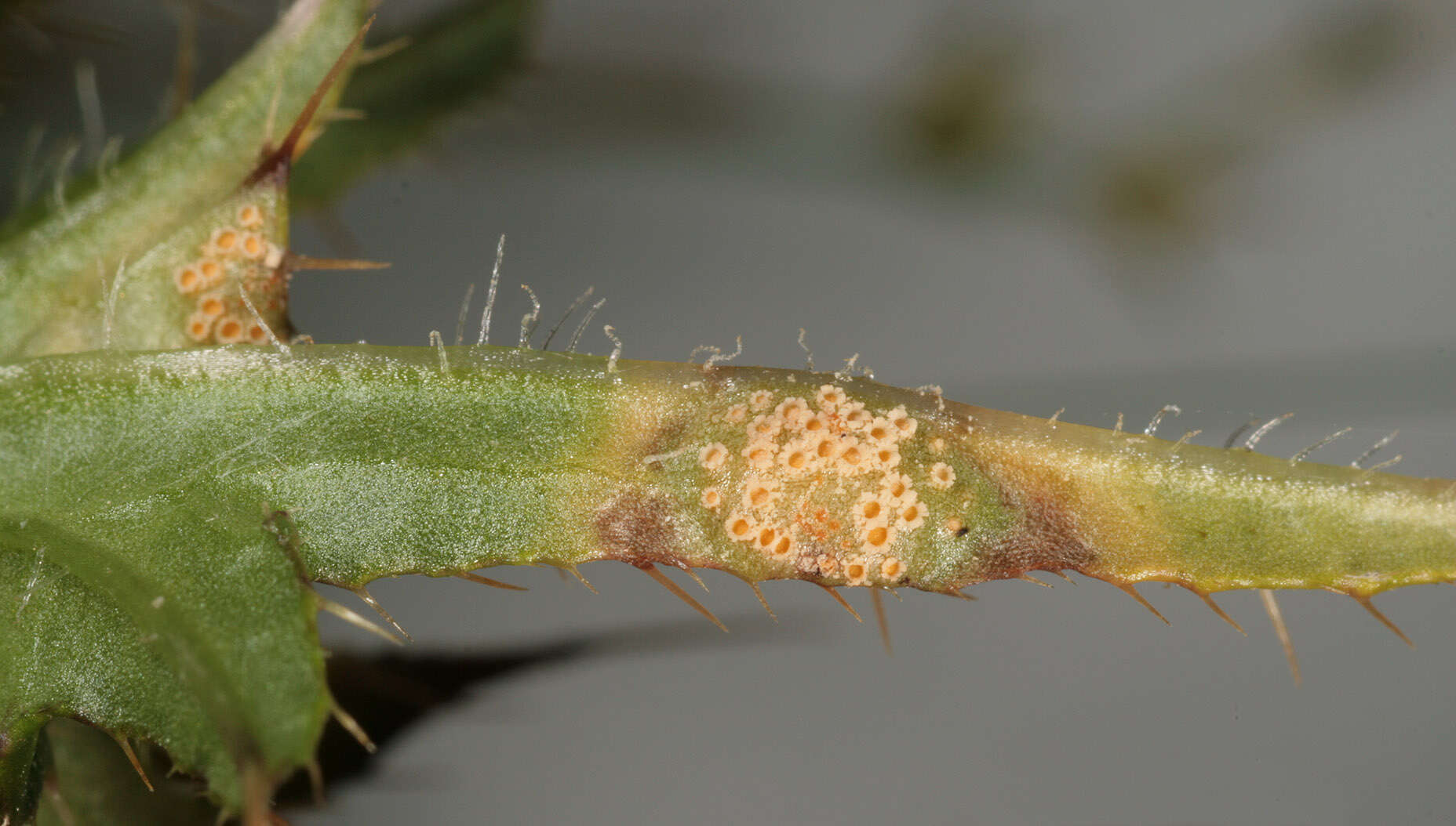 Image of Puccinia dioicae Magnus 1877