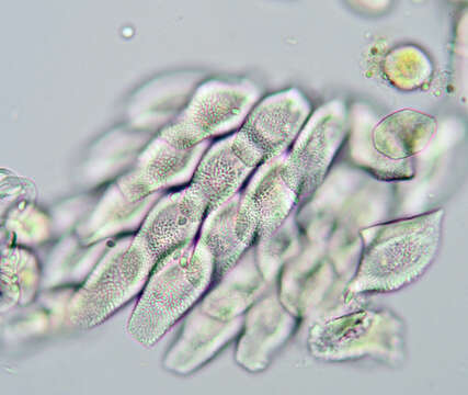 Image of Puccinia dioicae Magnus 1877