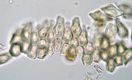 Image of Puccinia dioicae Magnus 1877