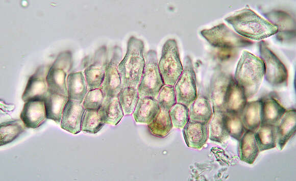 Image of Puccinia dioicae Magnus 1877