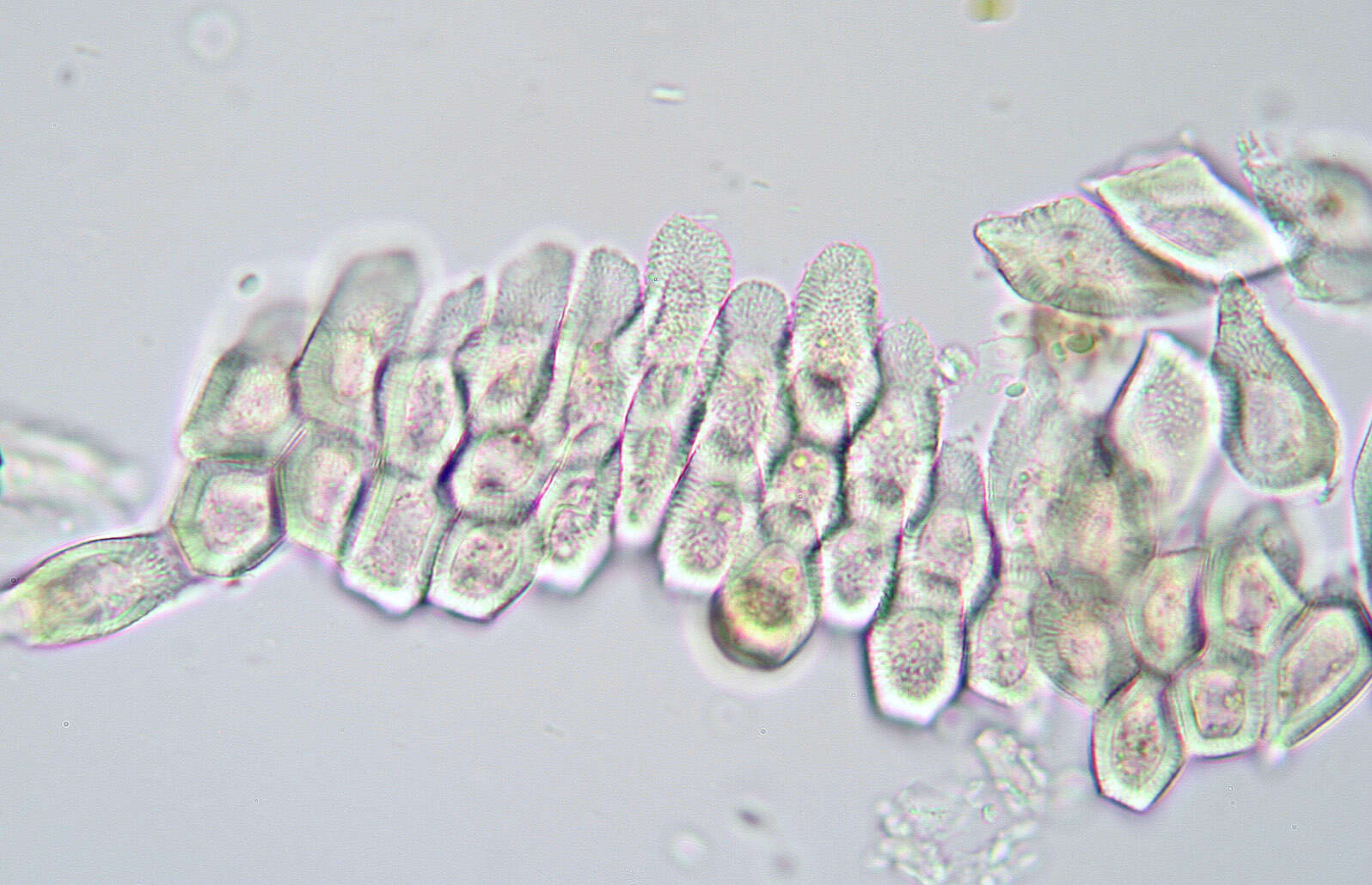 Image of Puccinia dioicae Magnus 1877