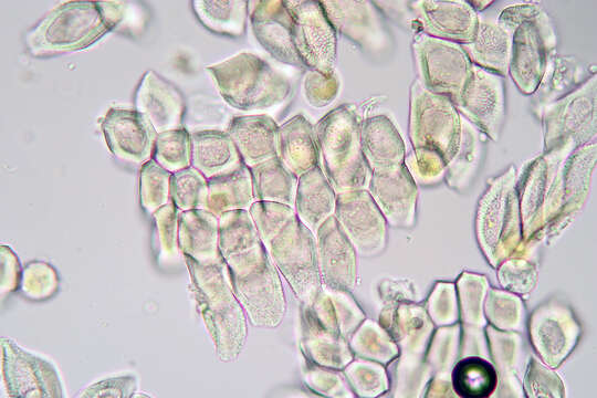 Image of Puccinia dioicae Magnus 1877