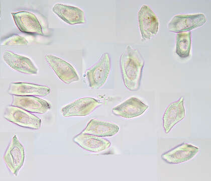 Image of Puccinia dioicae Magnus 1877