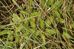 Image of marsh valerian