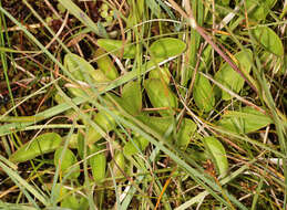 Image of marsh valerian