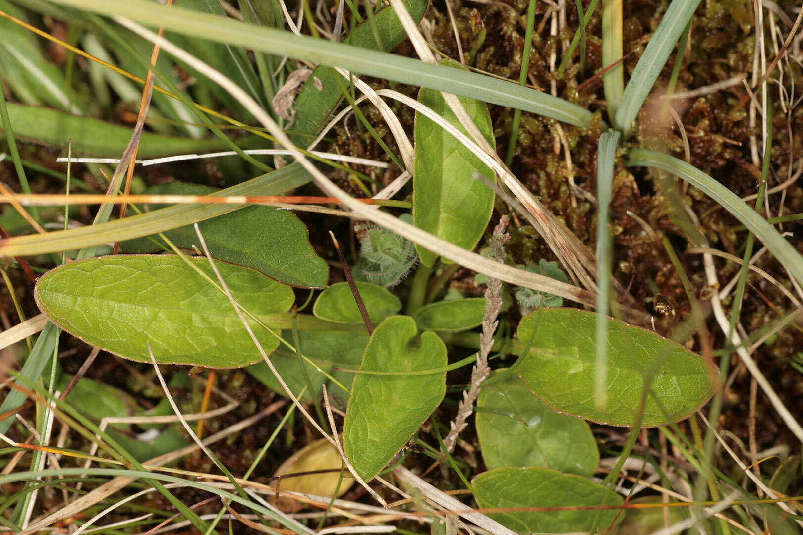 Image of marsh valerian