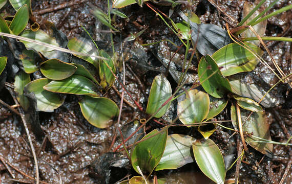 Image of Bog Pondweed