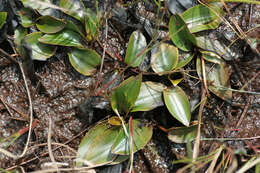 Image of Bog Pondweed