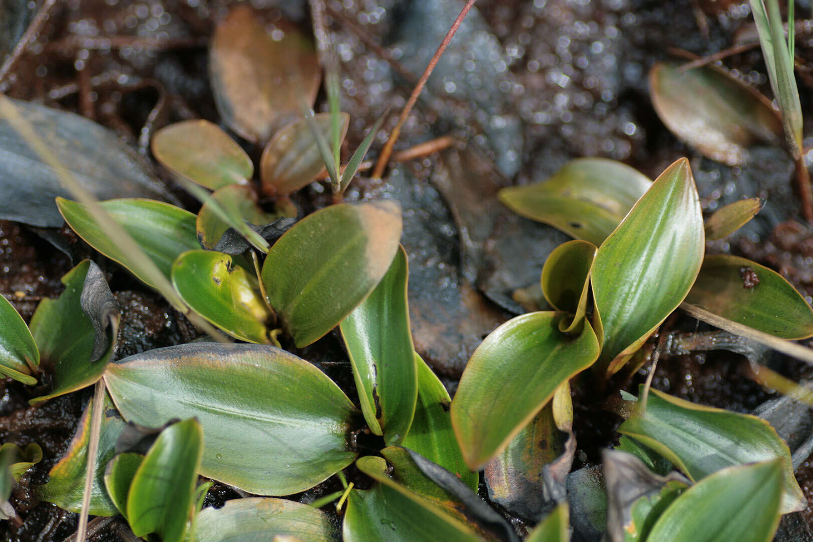 Image of Bog Pondweed