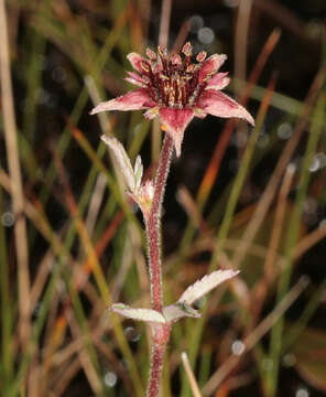 Image of comarum