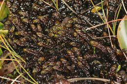 Image of Hooked Scorpion Moss