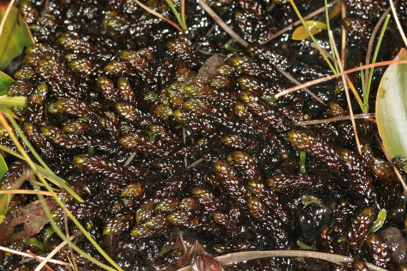 Image of Hooked Scorpion Moss