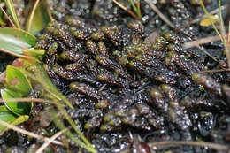 Image of Hooked Scorpion Moss