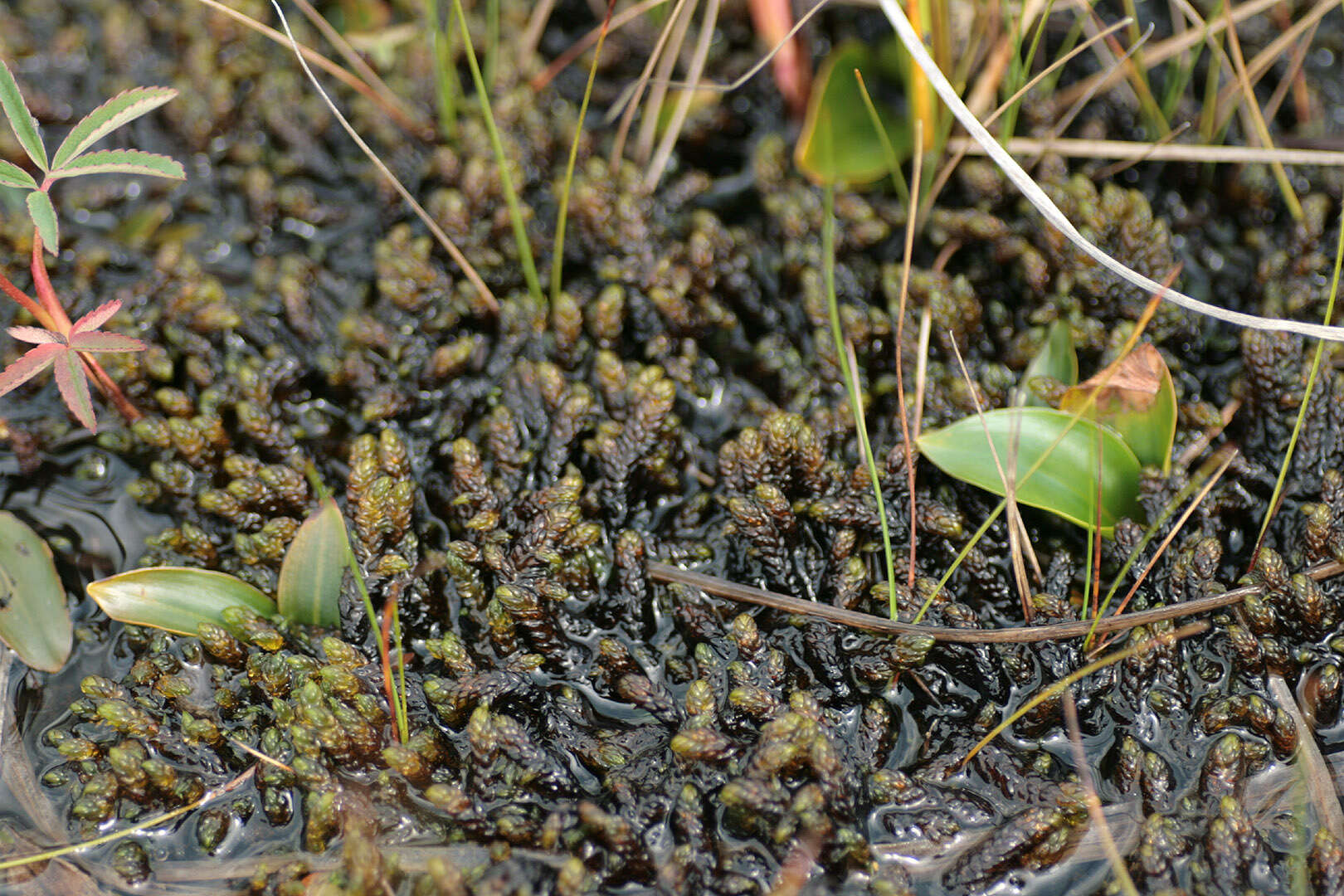 Image of Hooked Scorpion Moss