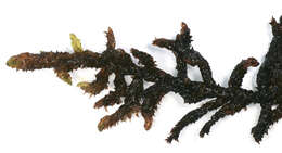 Image of Hooked Scorpion Moss