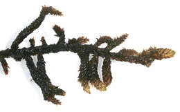 Image of Hooked Scorpion Moss