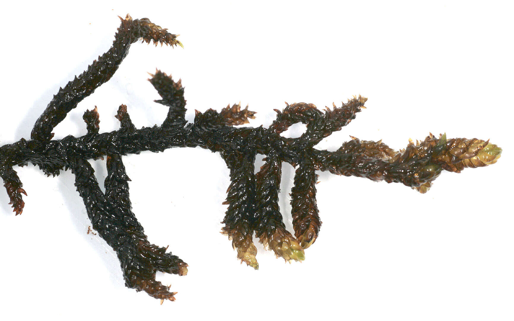 Image of Hooked Scorpion Moss