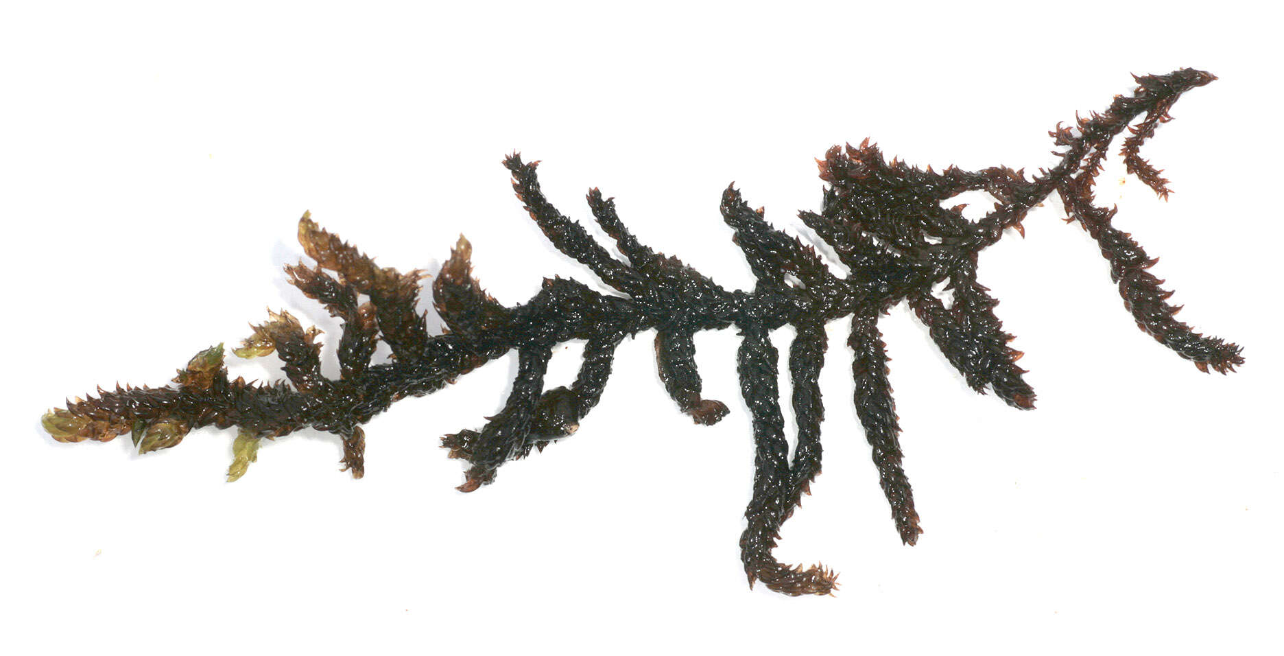 Image of Hooked Scorpion Moss