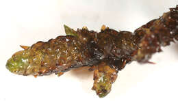 Image of Hooked Scorpion Moss