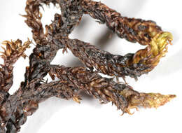 Image of Hooked Scorpion Moss