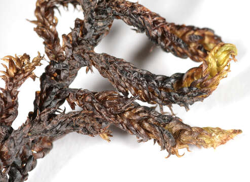 Слика од Scorpidium scorpioides Limpricht 1899