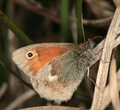 Image of small heath