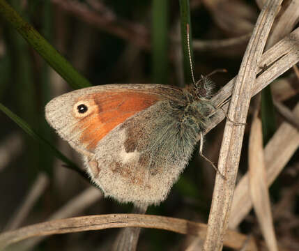 Image of small heath