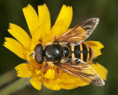 صورة Sericomyia silentis (Harris 1776)