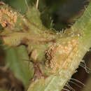 Image of Puccinia dioicae Magnus 1877