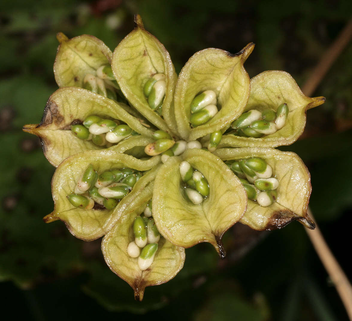 Imagem de Caltha palustris L.