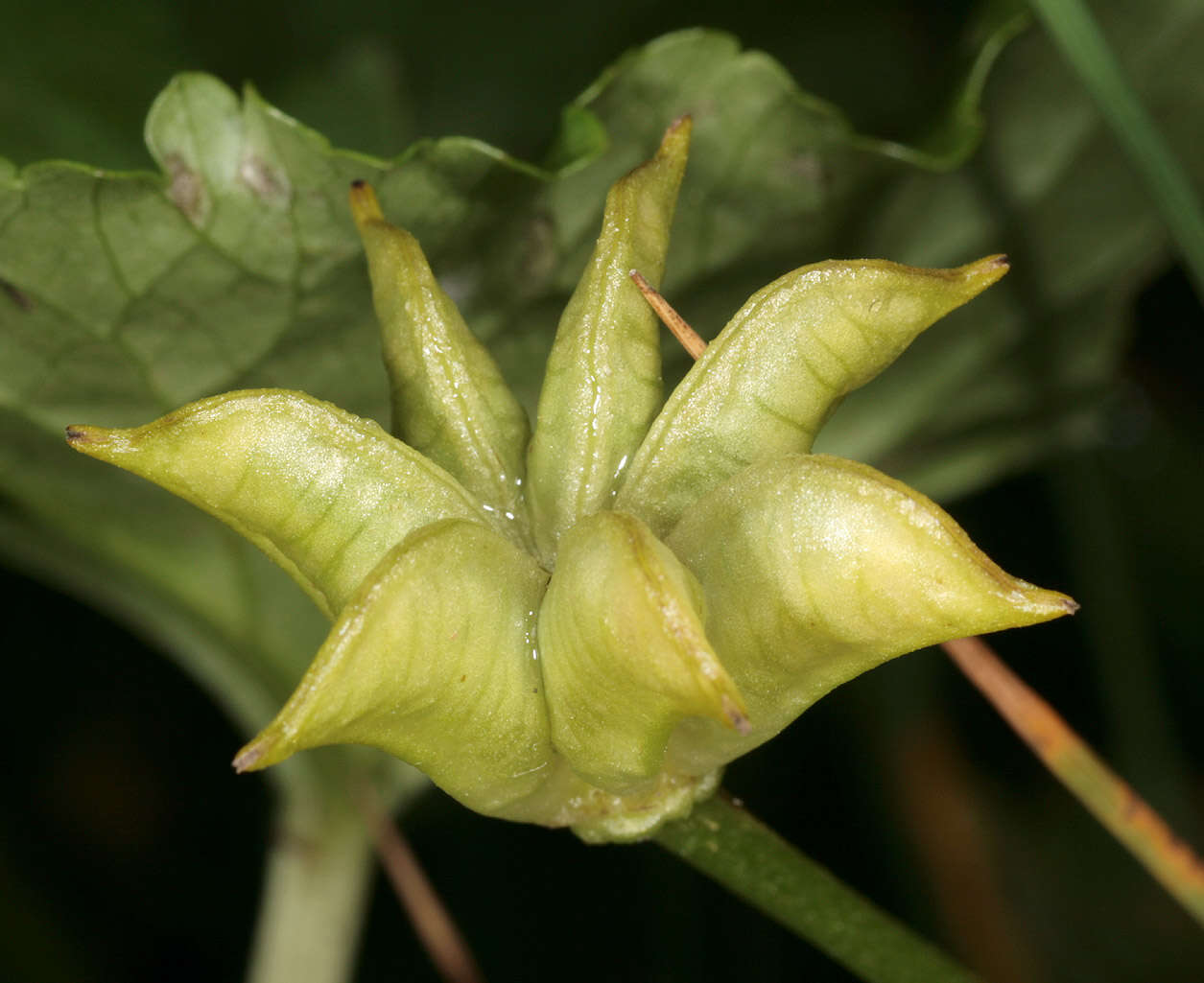 Imagem de Caltha palustris L.