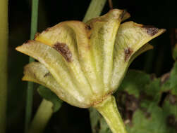 Image of Marsh-marigold