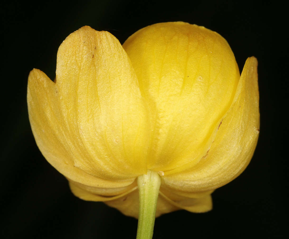 Image of Globe flower