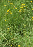 Image of marsh hawk's-beard