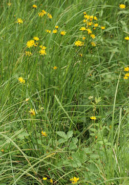 Image of marsh hawk's-beard