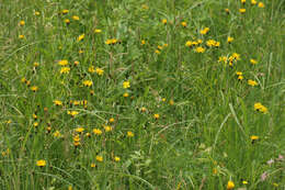 Image of marsh hawk's-beard