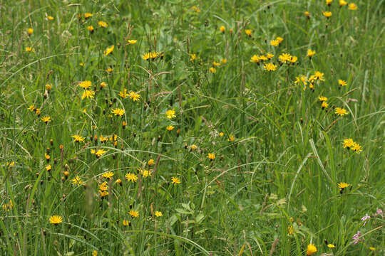 Image of marsh hawk's-beard