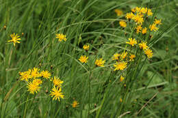 Image of marsh hawk's-beard