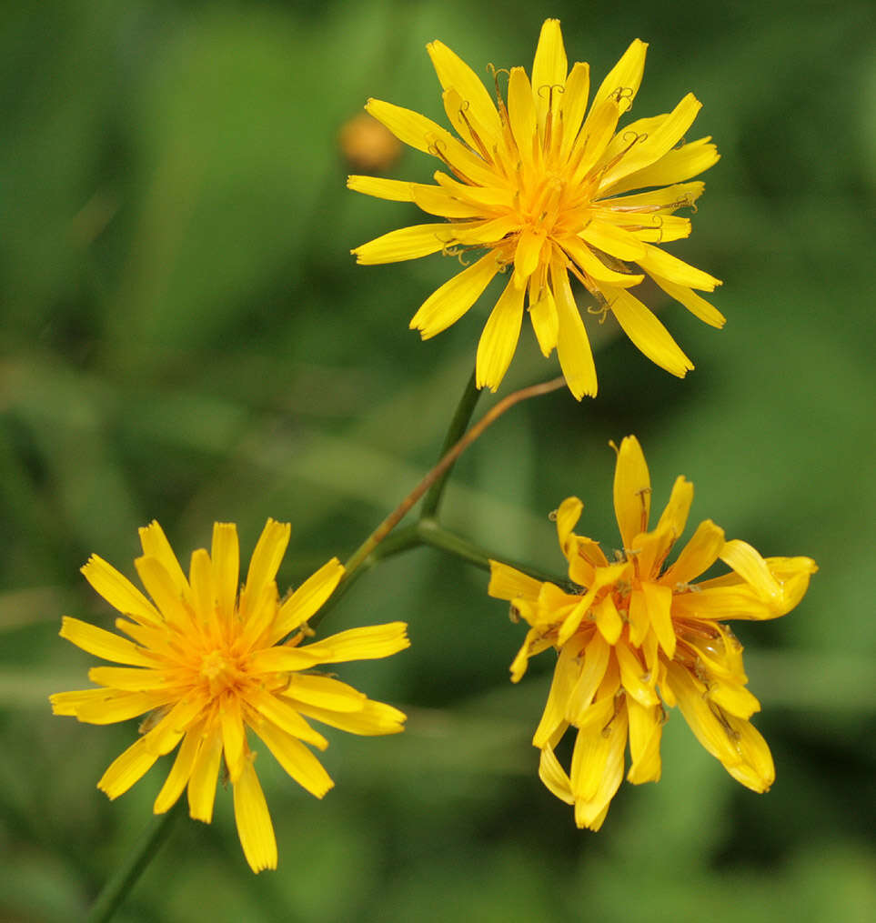 Image of marsh hawk's-beard