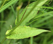 Image of marsh hawk's-beard