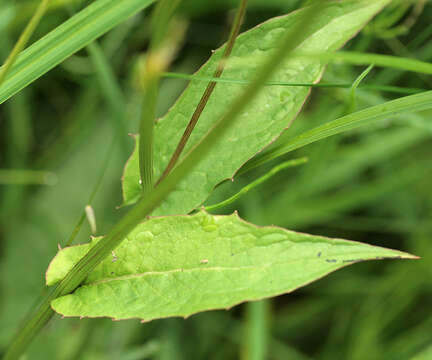 Image of marsh hawk's-beard