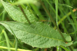 Image of marsh hawk's-beard