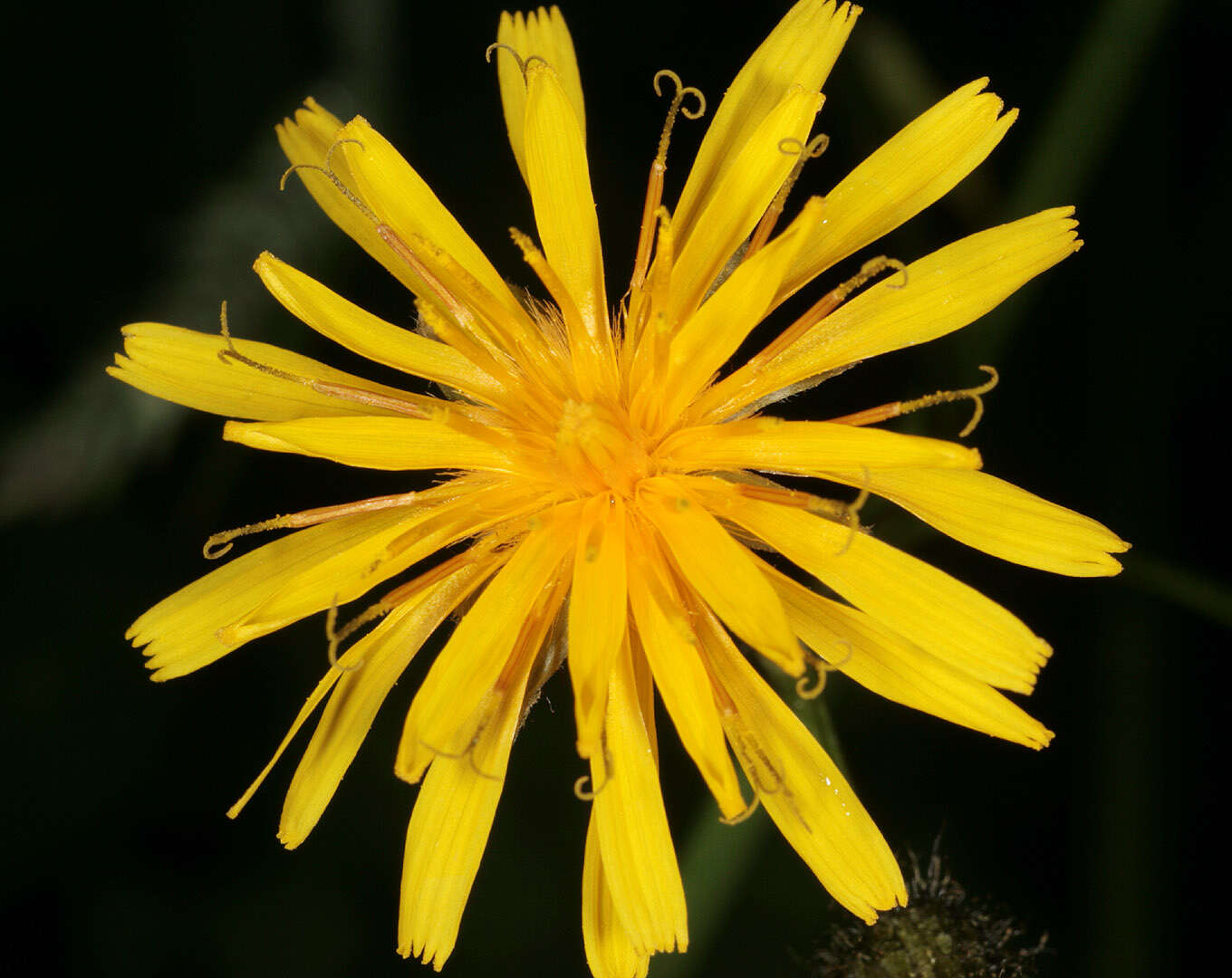 Image of marsh hawk's-beard