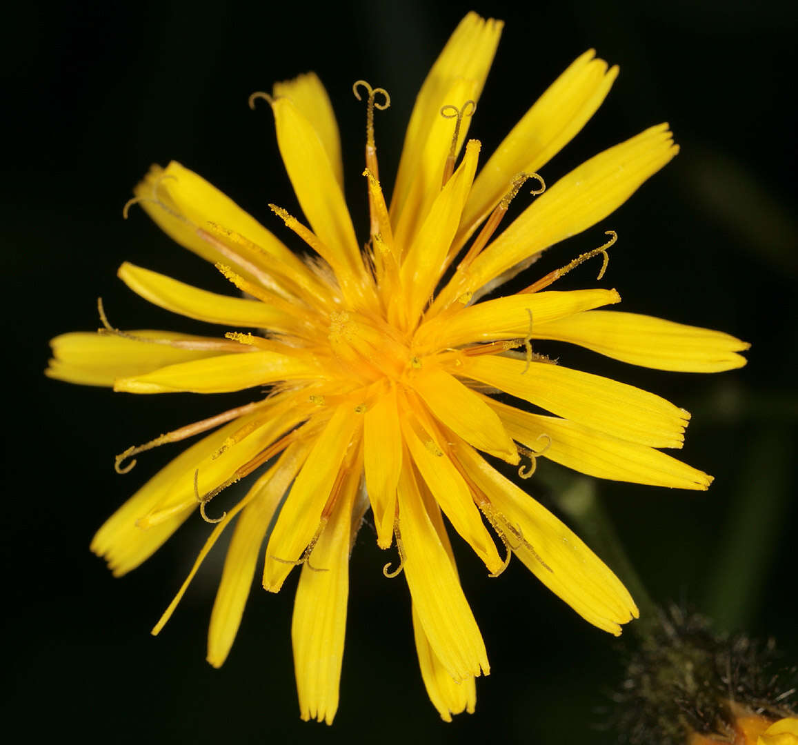 Image of marsh hawk's-beard