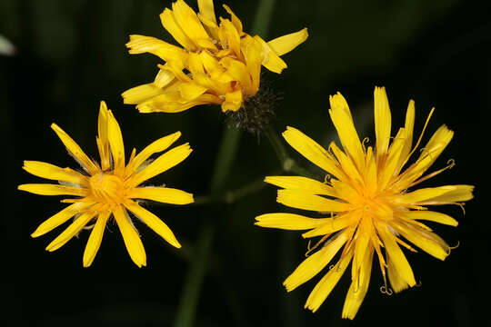 Image of marsh hawk's-beard