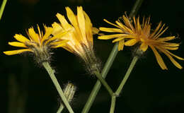 Image of marsh hawk's-beard