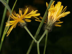 Image of marsh hawk's-beard