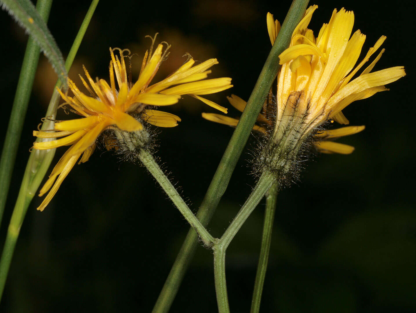 Image of marsh hawk's-beard