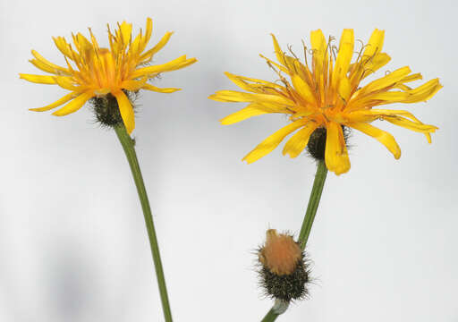 Image of marsh hawk's-beard