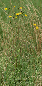 Image of marsh hawk's-beard